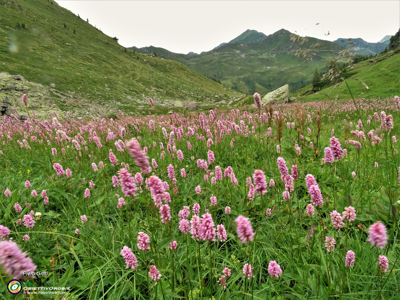 76 Distesa di fiori di bistorta (Polygonum bistorta) spazzati dal vento nel pascolo di Agheta.JPG